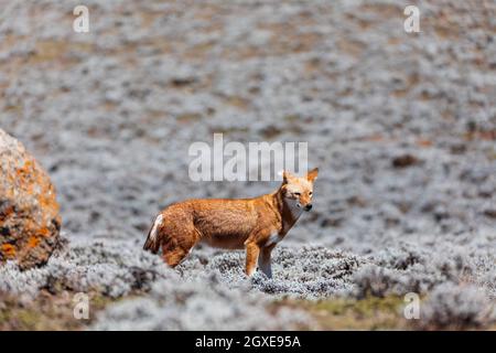 Sehr seltener endemischer äthiopischer Wolf, Canis simensis, Sanetti-Plateau in den Bale-Bergen, Wolf auf der Jagd nach großköpfiger afrikanischer Maulwurfsratte. Afrika äthiopische Wildli Stockfoto