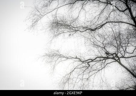 Eine Silhouette eines schwarzen Baumes ohne Blätter mit Vögeln, die auf einem Ast mit geheimnisvollen launischen Nebel sitzen wunderschöne Hintergrundlandschaft Stockfoto