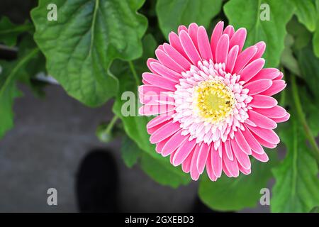 Hintergrund einer rosa und gelben Gerbera. Stockfoto