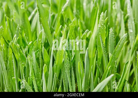 Nahaufnahme von nassem grünem Gras Stockfoto