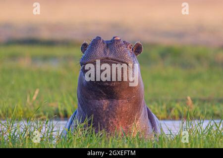 Hippo (Hippopotamus amphibius) Porträt, Gesicht. Okavango Delta, Botswana, Afrika Stockfoto