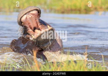 Hippopotamus Unterwassermundöffnung (Hippopotamus amphibius), Kopfporträt. Kämpfe. Okavango Delta, Botsuana, Afrika Stockfoto
