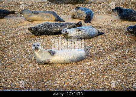 Gewöhnliche und graue Robben sonnen sich in der warmen, frühen Abendsonne auf den Sandbänken in Blakeney Point, Norfolk, England. Stockfoto