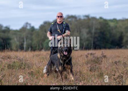 Ein deutscher Schäferhund auf der Spurensuche im New Forest, Hampshire, England, Vereinigtes Königreich. Stockfoto