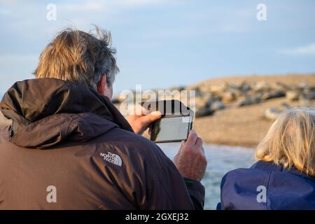 Passagiere an Bord eines Bootes mit Robbencharter beobachten und fotografieren Robben, die sich im niedrigen Sonnenlicht in Blakeney Point, Norfolk, England sonnen. Stockfoto