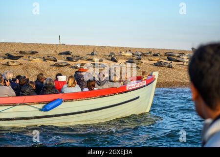 Passagiere an Bord von Charter-Robbenausflugbooten beobachten gewöhnliche und graue Robben, die sich im niedrigen Sonnenlicht in Blakeney Point, Norfolk, England sonnen. Stockfoto