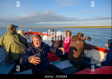 Passagiere an Bord eines Bootes mit Robbencharter beobachten und fotografieren Robben, die sich im niedrigen Sonnenlicht in Blakeney Point, Norfolk, England sonnen. Stockfoto