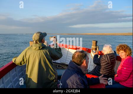 Passagiere an Bord eines Bootes mit Robbencharter beobachten und fotografieren Robben, die sich im niedrigen Sonnenlicht in Blakeney Point, Norfolk, England sonnen. Stockfoto