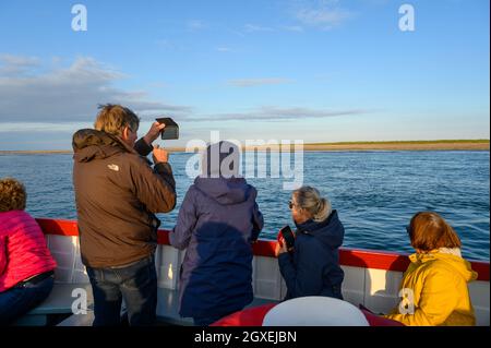 Passagiere an Bord eines Bootes mit Robbencharter beobachten und fotografieren Robben, die sich im niedrigen Sonnenlicht in Blakeney Point, Norfolk, England sonnen. Stockfoto