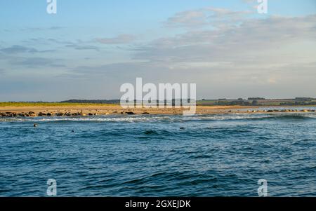 Gewöhnliche und graue Robben sonnen sich in der warmen, frühen Abendsonne auf den Sandbänken in Blakeney Point, Norfolk, England. Stockfoto