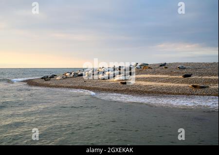 Gewöhnliche und graue Robben sonnen sich in der warmen, frühen Abendsonne auf den Sandbänken in Blakeney Point, Norfolk, England. Stockfoto