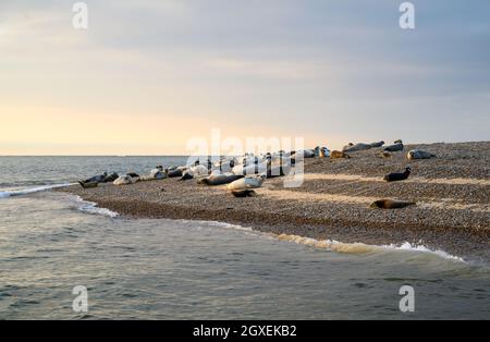 Gewöhnliche und graue Robben sonnen sich in der warmen, frühen Abendsonne auf den Sandbänken in Blakeney Point, Norfolk, England. Stockfoto