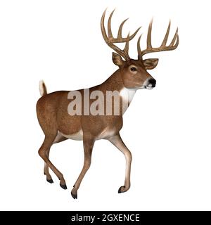 Der Whitetail-Hirsch ist ein pflanzenfressendes Wiederkäuer-Säugetier, das in Nord- und Südamerika in Herden lebt. Stockfoto