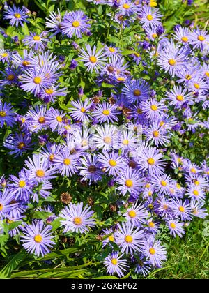 Massierte blaue Gänseblümchen vom Sommer bis Herbst blühend winterhart, Aster frikartii 'Monch' Stockfoto