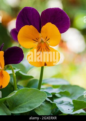 Nahaufnahme einer einzigen Blume des Winters bis zum frühlingsblühenden Hornviolett, Viola x cornuta 'Orange Duet' Stockfoto