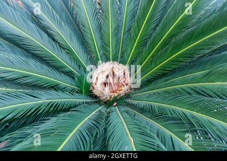 Nahaufnahme einer Sago-Palme mit weiblichem Reproduktionszentrum Stockfoto