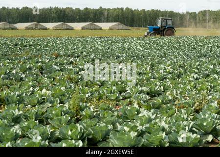 Teil der Plantage mit wachsenden Kohl und beweglichen Kämmerern auf dem Hintergrund Stockfoto