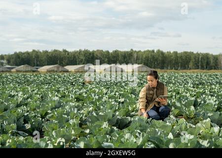 Junge Geschäftsfrau mit Tablette biegen über Kohlköpfe während der Arbeit in großen Feld Stockfoto