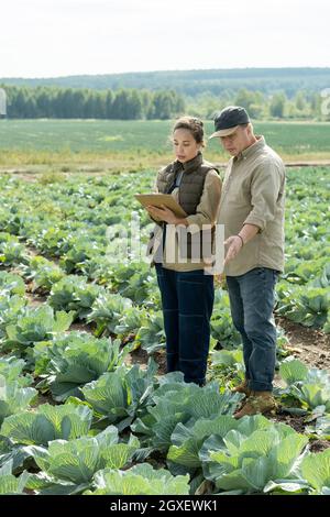 Zwei Agroingenieure diskutieren über die Eigenschaften einer neuen Kohlart, während eine junge Frau sie aufschreibt Stockfoto