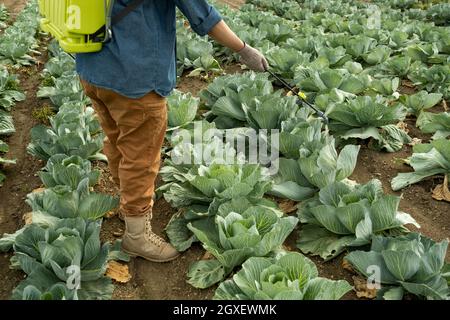 Beine und Hände des Bauern mit Feldspritze, die auf dem Kohlfeld steht und arbeitet Stockfoto