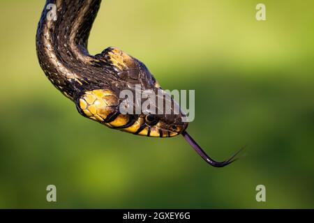 Kopf einer Grasnatter, Natrix natrix, die in der sommerlichen Natur von oben ihre gezenkelte Zunge schnippt. Porträt eines Reptils auf einer grünen Wiese mit verschwommenem Rücken Stockfoto