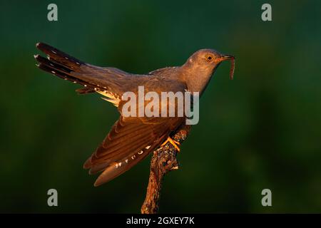 Gewöhnlicher Kuckuck, cuculus canorus, der im Sommer bei Sonnenuntergang Wurm am Baum hält. Gefiedertes Tier, das in der Abendsonne Insekt am Zweig isst. Männlicher Vogel, der auf w schaut Stockfoto