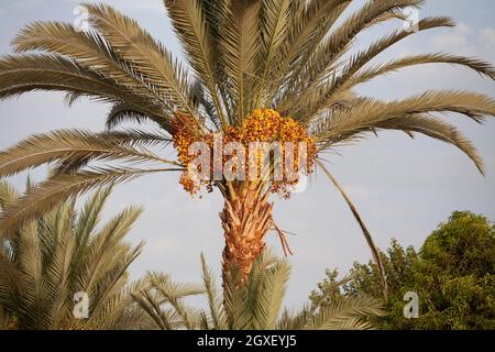 Hängende Dattelpalmkerne mit Palmblättern und Himmel im Hintergrund Stockfoto