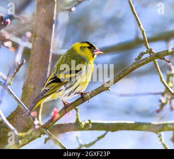 Männlich black-headed Goldfinch sitzen auf einem Zweig Stockfoto