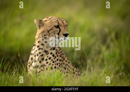 Das Geparden-Junge sitzt im Gras und dreht sich um den Kopf Stockfoto