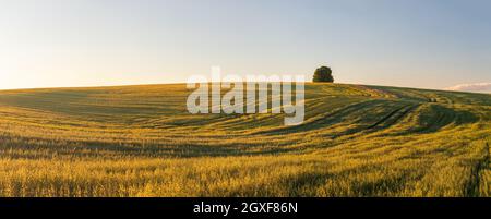 Panorama der Sommerlandschaft - Sonnenuntergang über dem Feld Stockfoto