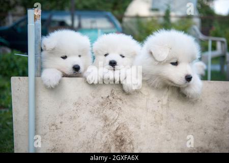 Drei weiße, flauschige Samoyed Welpen, die aus dem Zaun gucken Stockfoto