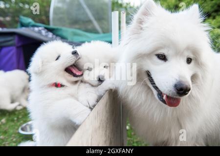 Zwei weiße, flauschige Samoyed Welpen, die aus dem Zaun gucken Stockfoto