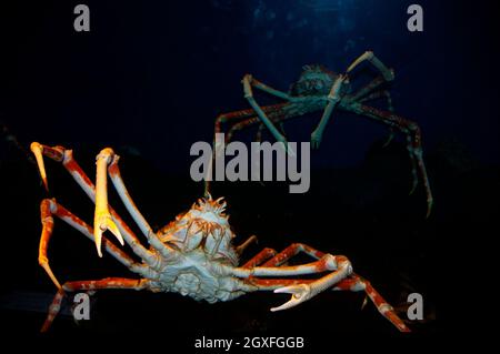 Japanische Riesenspinnenkrabbe, Macrocheira kaempferi, Captive, Enoshima Aquarium, Enoshima, Japan Stockfoto