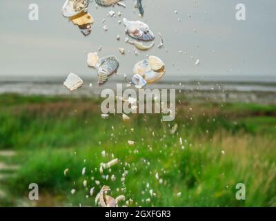 Fallende Muschelschalen im scharfen Vordergrund vor einem unscharfen natürlichen Hintergrund im deutschen Wattenmeer bei Ebbe. Stockfoto