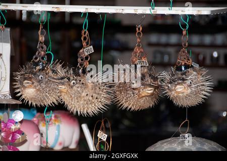 Getrockneter Kugelfisch zum Verkauf, Enoshima, Japan Stockfoto