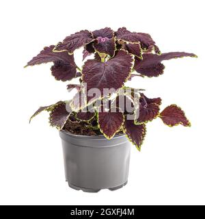 Dunkler kastanienbrauner Koleus mit grüner Umrandung im Blumentopf isoliert Weiß Stockfoto