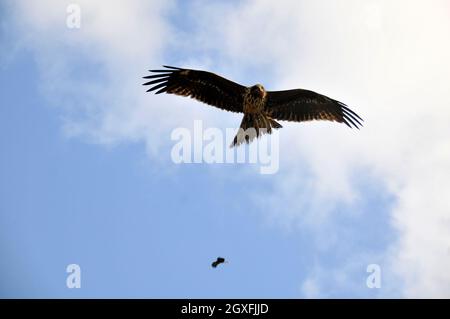 Juveniler Nordgoshawk, Accipiter gentilis, fliegend, Enoshima, Japan Stockfoto