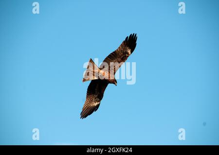 Juveniler Nordgoshawk, Accipiter gentilis, fliegend, Enoshima, Japan Stockfoto