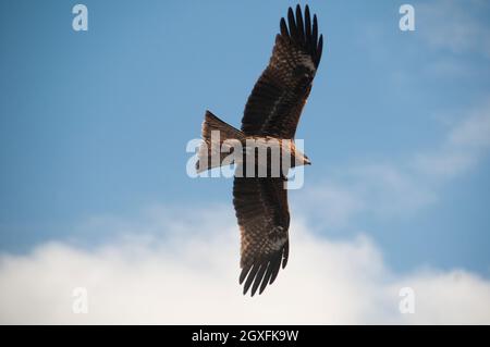 Juveniler Nordgoshawk, Accipiter gentilis, fliegend, Enoshima, Japan Stockfoto