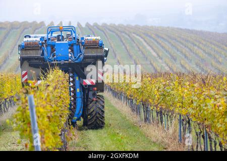 Weinlese mit einem Mähdrescher, Südmähren, Tschechische Republik Stockfoto