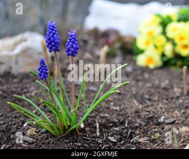 Nahaufnahme des Blauen Muscari Armeniacum oder des armenischen Traubenhyazinthorns, der im Garten zu Beginn der Frühjahrssaison aus dem Boden wächst. Stockfoto