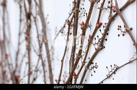 Trockene Zweige der Parthenocissus quinquefolia oder Virginia Creeper Pflanze ohne Blätter in der frühen Frühjahrssaison mit neuen jungen wachsenden Knospen. Fünf haben mich verlassen Stockfoto