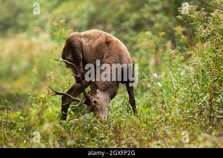 Rotwild, Cervus elaphus, kratzender Hals im Wald in der herbstlichen Natur. Wilder Hirsch mit Juckreiz im Wald im Herbst. Braune Säugetiere schrägen in grün wil Stockfoto