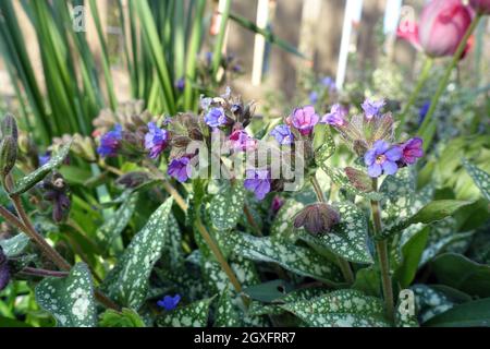 Geflecktes Lungenkraut (Pulmonaria officinalis), auch als echtes Lungenkraut, blühende Pflanze im Blumenbeet Stockfoto