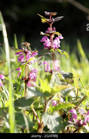 Gefleckte Taubnessel (Lamium maculatum), blühende Pflanzentopftete Totennessel, gefleckte Hühnerbits[ oder purpurner Drache, blühende Pflanze Stockfoto