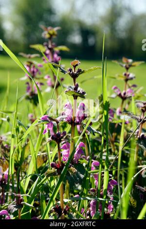 Gefleckte Taubnessel (Lamium maculatum), blühende Pflanzentopftete Totennessel, gefleckte Hühnerbits[ oder purpurner Drache, blühende Pflanze Stockfoto