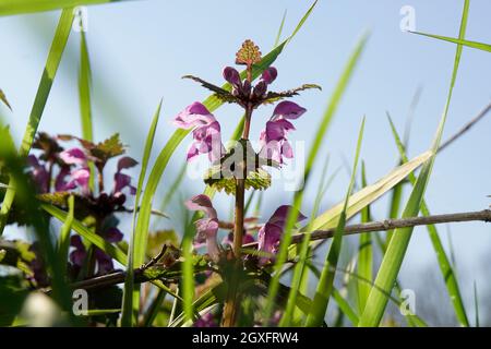 Gefleckte Taubnessel (Lamium maculatum), blühende Pflanzentopftete Totennessel, gefleckte Hühnerbits[ oder purpurner Drache, blühende Pflanze Stockfoto