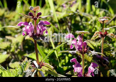 Gefleckte Taubnessel (Lamium maculatum), blühende Pflanzentopftete Totennessel, gefleckte Hühnerbits[ oder purpurner Drache, blühende Pflanze Stockfoto