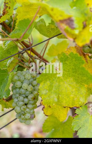 Trauben Riesling im Herbst Weinberg, Südmähren, Tschechische Republik Stockfoto