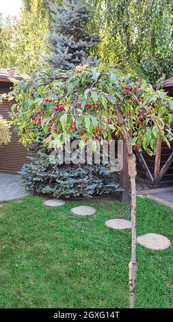 Natur- und Landhausdesign. Bäume beschneiden, die Natur für den Winter vorbereiten. Nadelbäume und Obstpflanzen. Selektiver Fokus. Stockfoto